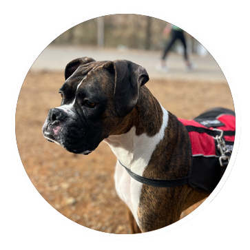 Laila Ali, the Raleigh Photographers Studio Pup